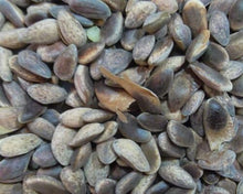 Large Green Pine Seeds for long-term planting in the yard
