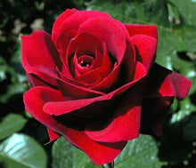 Rose Seeds for growers seeking a long-blooming display