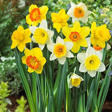 Light Yellow Daffodil Seeds grown for double Petal, Pink Daffodils