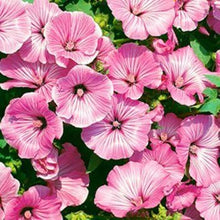 Rose Mallow Hibiscus Seeds (Hibiscus rosa-sinensis) for growers filling out the Flower Bed