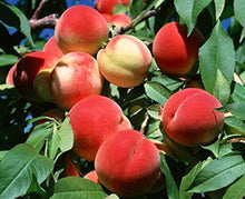 Bonsai Peach Tree Seeds for growers planting the Bio Blooming Fruit Garden ( pc