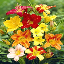 Hybrid Daylily Seeds (Hemerocallis hybrida) for seasonal color across the colorful garden borders and planting