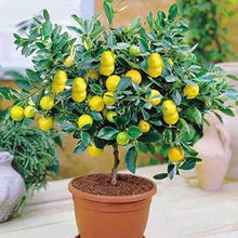 Lemon Tree Seeds known for fruitful Bonsai Trees
