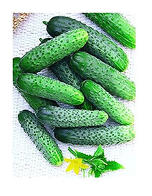 Gherkin (Parisian Cucumber Seeds – Crisp Pickling Variety) for planting in garden