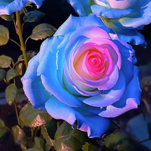 Rose Rosa Hybrida Seeds for growers filling out the Garden Beds, Bouquets, and Home Landscaping