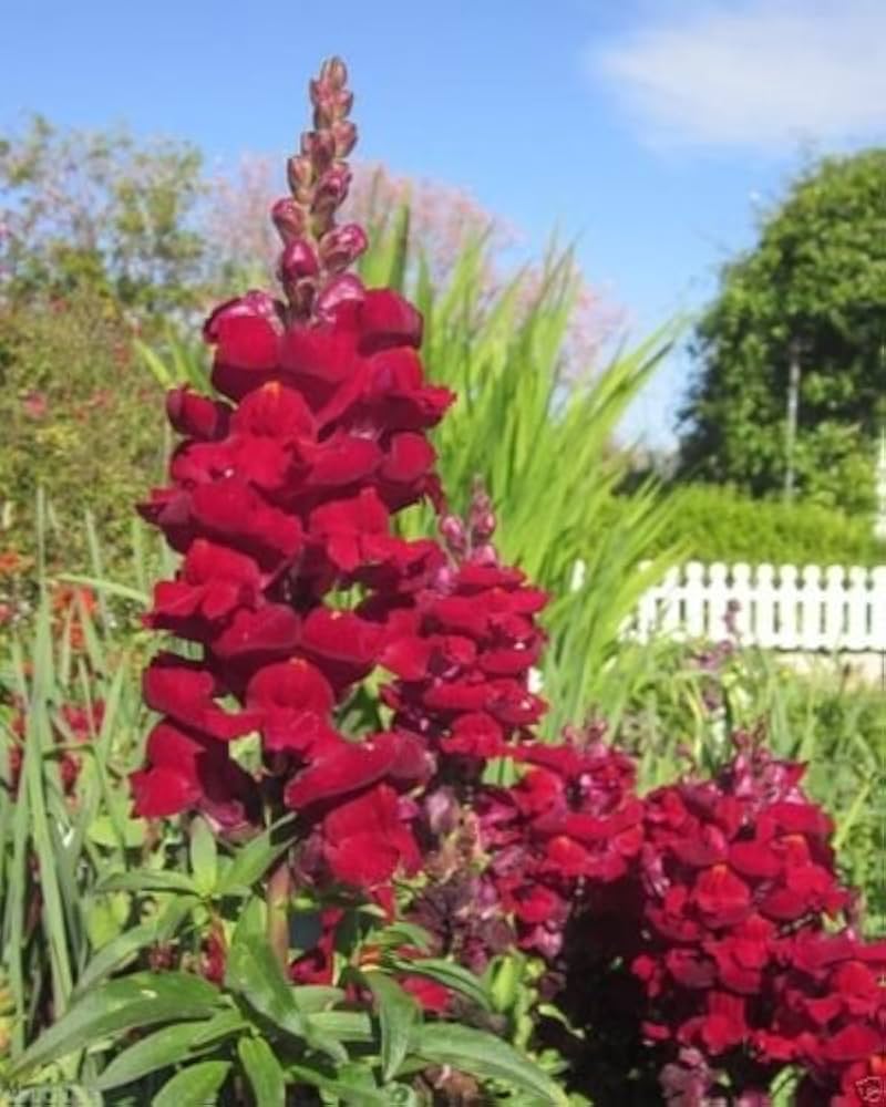 Red snapdragon flower Antirrhinum majus seeds for planting in colorful garden beds or cottage-style planters