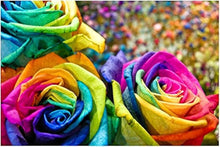 Rainbow Rose Seeds for a colorful addition to any planting