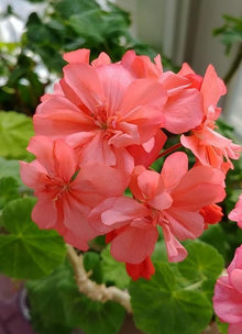 Geranium Seeds for a sweet addition to the home orchard