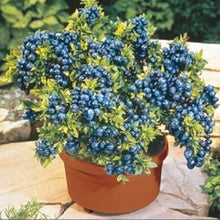 Blueberry Blue Edible Plant Seeds for a sweet addition to the home orchard