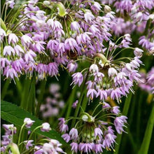 Allium Cernuum Wobble Pink Onion Seeds (Allium cernuum) for a fresh homegrown crop from the Flower Bed