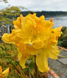 Yellow Rhododendron Seeds (Rhododendron spp.) for a bright addition to the Flower Bed & Shade Garden