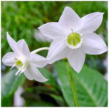 Lily Seeds (Lilium spp.) for a lasting display in the home garden and ornamental planting