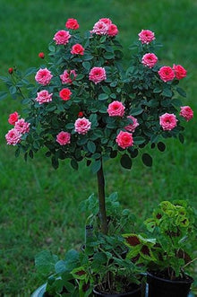 Rose Tree ��������� Rosa spp. ��������� for planting in garden landscaping