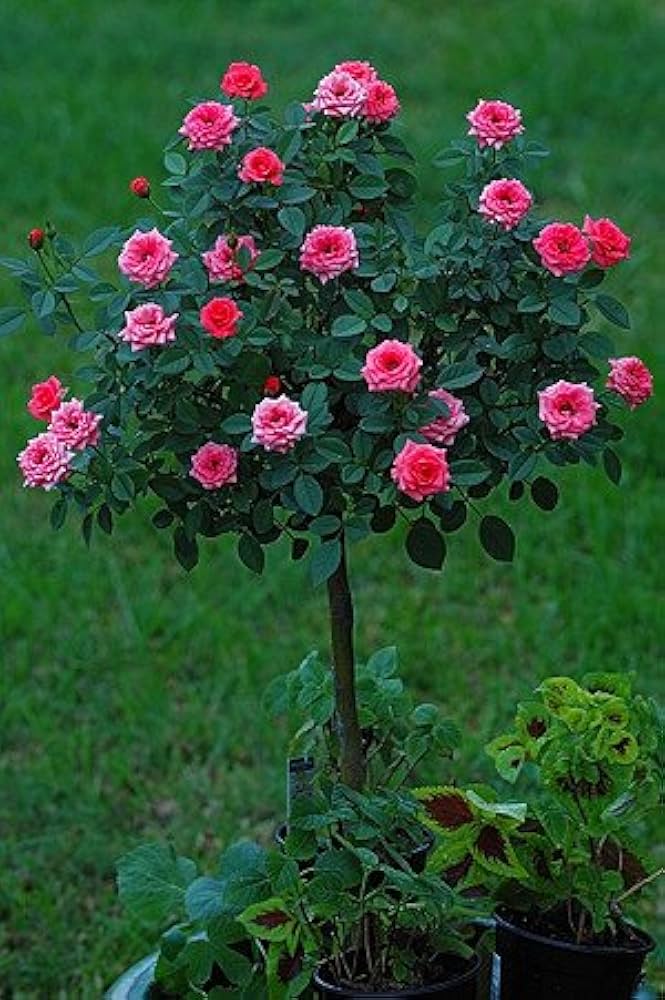 Rose Tree ��������� Rosa spp. ��������� for planting in garden landscaping