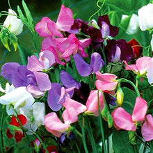 Sweet Pea Mixed F1 Hybrid Seeds for a productive addition to the vegetable patch