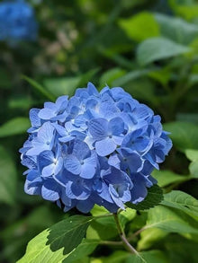 Blue Hydrangea Seeds for fast cover along a fence or wall