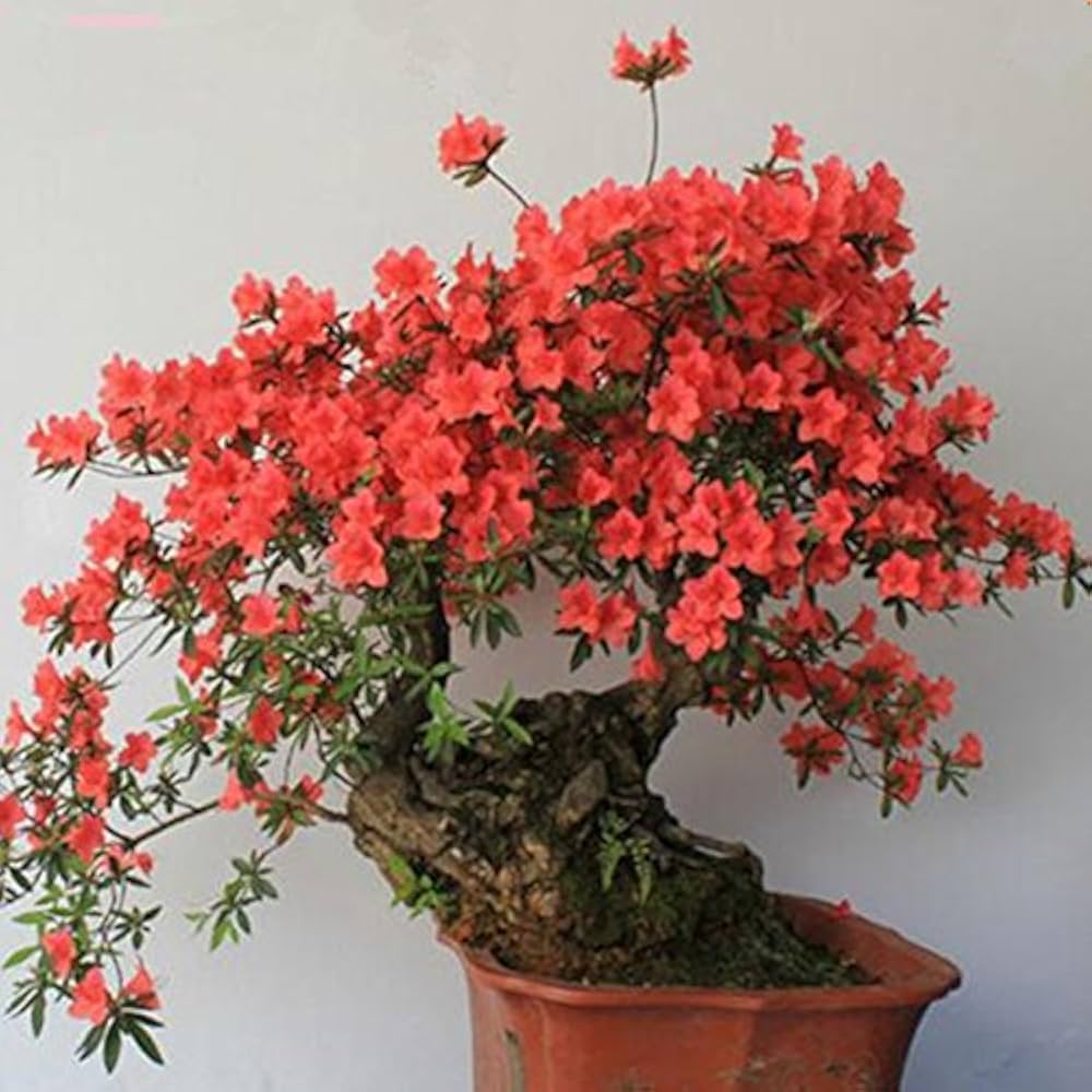 Azalea bonsai (Rhododendron spp.) for planting as ornamental bonsai