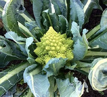 Romanesco Broccoli Seeds (Brassica oleracea) for a productive addition to the vegetable patch