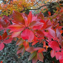 Nyssa Sylvatica Tree Seeds (Nyssa sylvatica) for a lasting addition to the urban gardens and wildlife habitats