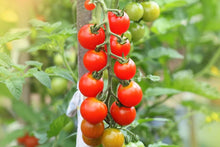 Cherry Tomato Seeds (Solanum lycopersicum) for productive rows in the Vegetable Patch