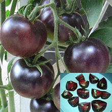 Black Tomato Seeds prized among growers for bonsai