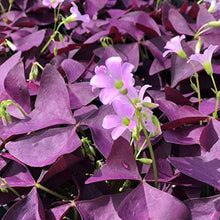 Oxalis multi-color flower seeds for home garden