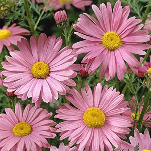Pink Chrysanthemum Perennial Flower - for planting in home garden