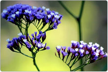 Purple Attraction Statice Seeds (Limonium sinuatum) for seasonal color across the Flower Bed & Urban Garden