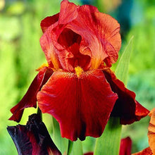 Iris Seeds (Iris germanica) for seasonal color across the Flower Bed