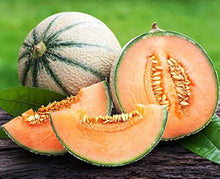 Karamel Melon Seeds for productive rows in the Summer Gardens