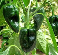 Ancho Poblano Pepper Seeds for productive rows in the vegetable patch garden