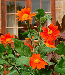Mexican Sonnen 'Torch' Tithonia Rotundifolia Seeds for a lasting display in the flower bed