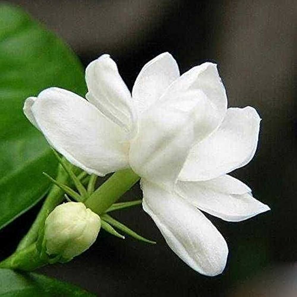 Cape Jasmine Gardenia jasminoides Kapjasmin flower seeds for planting in home garden or indoor pots - for planting in home garden