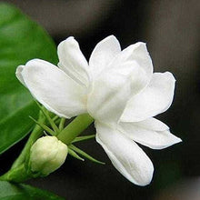 Jasmine Jasminum Sambac Seeds for reliable seasonal color