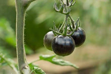 Heirloom Black Currant Tomato Seeds valued by growers for non-GMO, Sweet Tomato Harvests