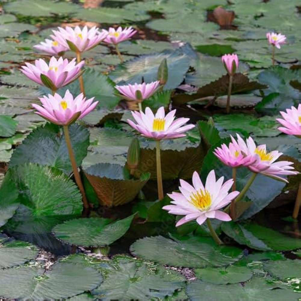 Gazania Purple Perennial Flower - for planting in home garden