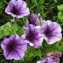 Petunia Seeds for gardeners building out beds and borders