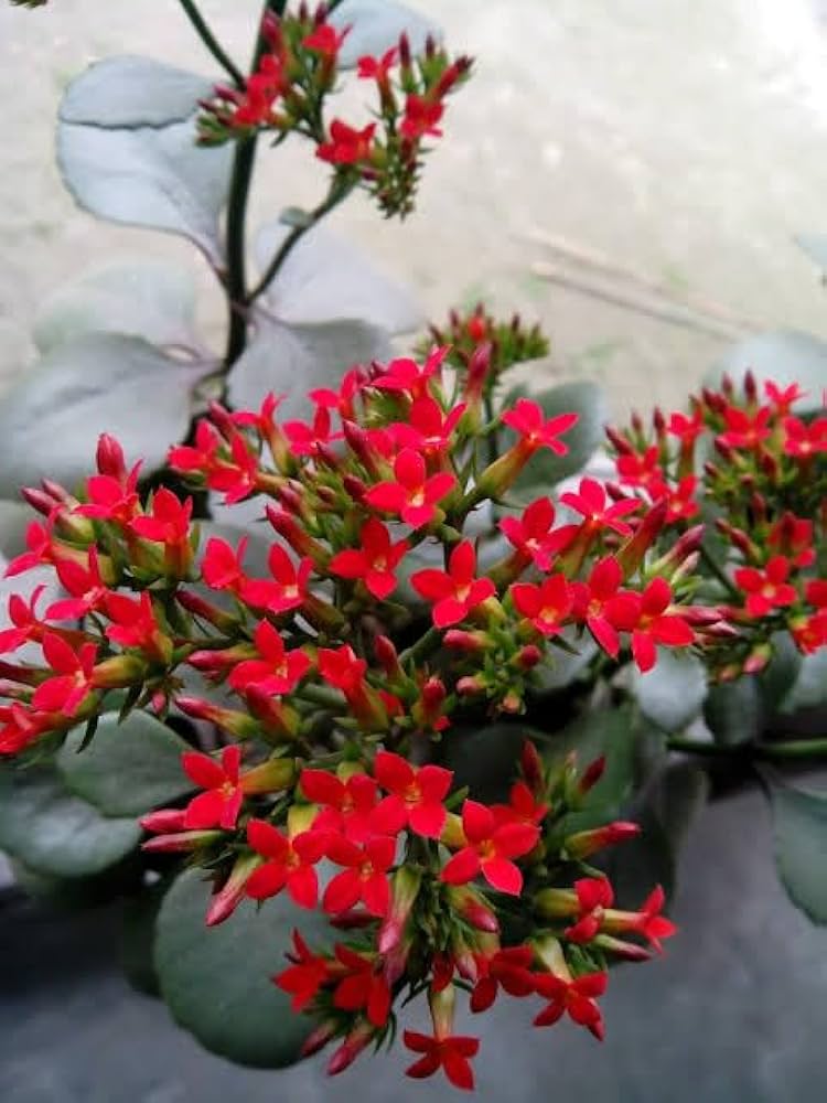 Kalanchoe Kalanchoe Blossfeldiana Flower Seeds for Planting – Great for Indoor Pots and Succulent Gardens