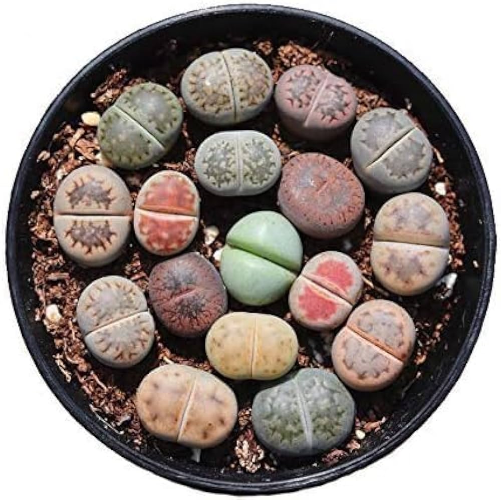 Succulent Lithops Pseudotruncatella Seeds for Planting – Living Stone Variety Ideal for Indoor Pots and Minimalist Decor