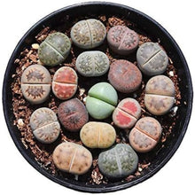 Succulent Lithops Pseudotruncatella Seeds for Planting – Living Stone Variety Ideal for Indoor Pots and Minimalist Decor