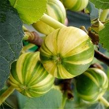 Fig Seeds (Ficus carica) for sweet homegrown fruit in the Indoor Bonsai or Home Garden