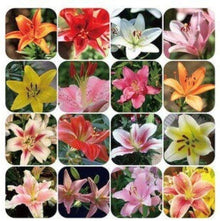 Lily Seeds (Lilium spp.) for growers filling out the Backyard Garden