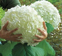 Hellgelb Rare Hydrangea Seeds for trellises and fences in the Beautiful, Decorative Blooms in Your Home Garden
