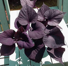 Sweet Potato Seeds (Ipomoea batatas) prized among growers for vegetable Backyard Farm