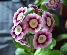 Mini Primrose Seeds for a lasting display in the Home Garden & Flower Bed