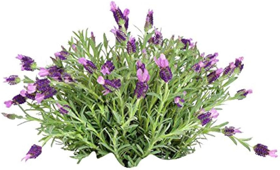 Lavender Lavandula Dentata French Provence Flower Seeds for Planting – Aromatic Variety for Balcony and Border Gardens