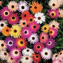 Annual monthmbryanthemum Criniflorum Mix Flower Livingstone Daisy Seeds for reliable seasonal color