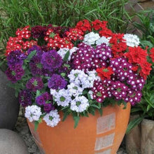 of Seeds for growers establishing the home garden bonsai indoor plants