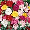 Carnation Dianthus Caryophyllus Balcony Pot Garden Flower Seeds for Planting – Fragrant Blooms for Container Gardens