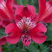 Alstroemeria Seeds for growers seeking a long-blooming display